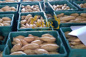 Sweet Potatoes from Indonesia